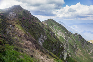 Landscape view of summer mountains with pink rhododendron. Carpathians, Marmaroshchyna, Maramures,...