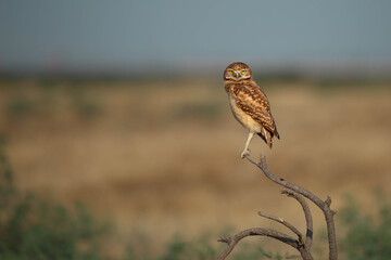 Burrowing owl
