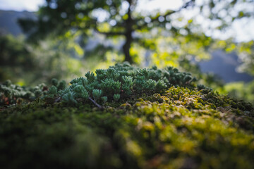 Plantas e musgo sob a rocha na floresta