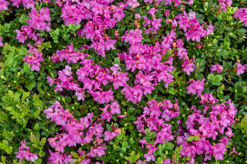 Blooming hybrid Azalia Rhododendron hybridum selection in a greenhouse. flower background