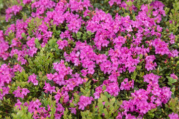 Fototapeta premium Large isolated group of light purple or lavender colored rhododendrons with a few green leaves peeking through.