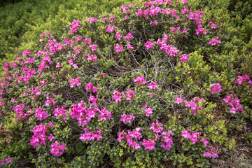Beautiful landscape of highest mountains，Rhododendron (Alpine Rose) Blooming by the Trails of the Carpatians