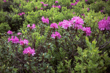 Fototapeta premium Beautiful summer landscapes in Carpatian mountains, many flowers, rhododendrons. Carpathians, Marmaroshchyna, Maramures, Ukraine