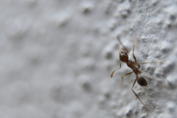 Hormiga en pared