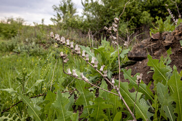 Boxes henbane closeup on a blurred background of green grass