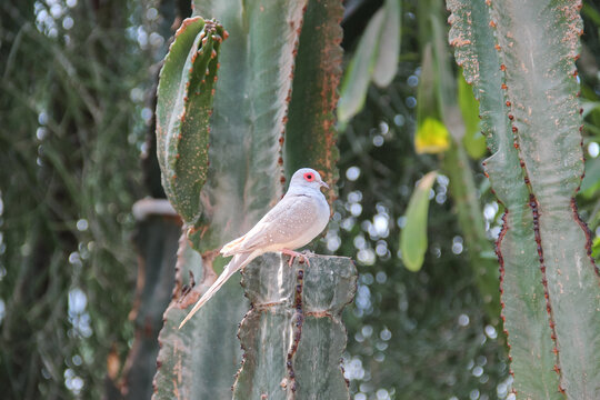 Diamond dove (Geopelia cuneata) is sitting among cactuses. Small bird of Australia.