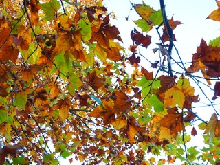 London planetree leaves called Momijiba Suzukake in Japanese