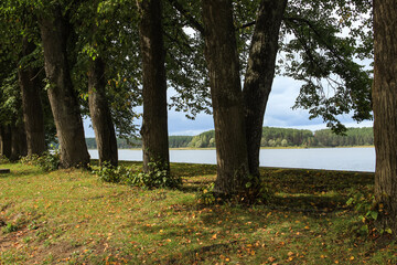 Beautiful landscape. View of lake through row of poplars.