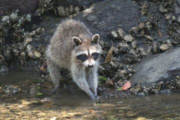 wild raccoon in river