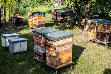 the hive houses bees in the apiary, under the shade of the trees