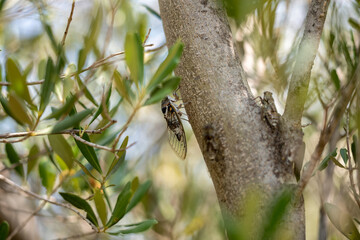 snail on a branch