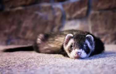 Adorable Face First Close Up View Ferret on Carpet