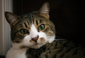 Naklejka na ściany i meble Close Up Cat Face with Big Green Eyes Calico Tabby White Fur