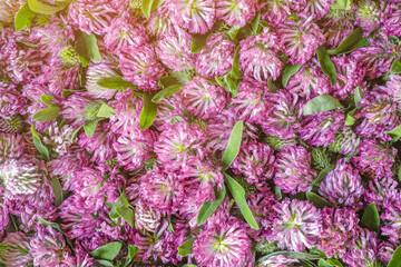 Pink clover flowers. Medicinal herb clover background for design on the theme of folk medicine