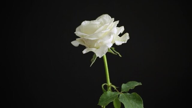 one beautiful white rose on black background