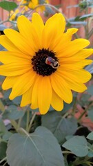 bee on sunflower