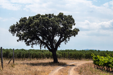 tree in the field