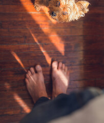 Puppy on man legs indoors looking up