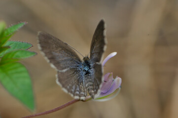 butterfly on a purple flower