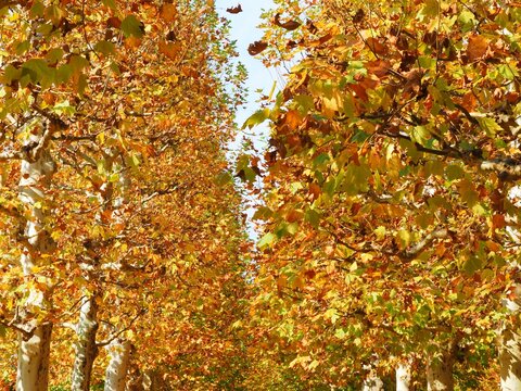 London planetree leaves called Momijiba Suzukake in Japanese