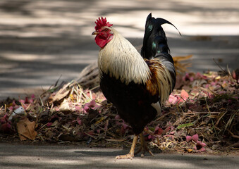 Black-white rooster in the park on a sunny summer day