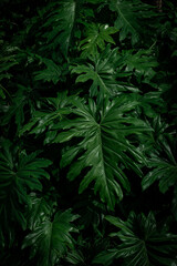 Naklejka na ściany i meble texture of split leaf philodendron leaves