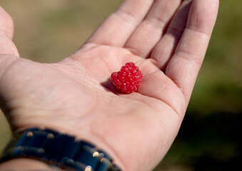 Raspberries in the male palm on a summer day