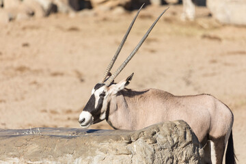 Animal at San Diego Safari Zoo