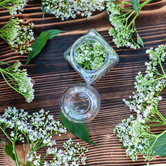 bottle of fresh plant valerian flowers (Valeriana officinalis). garden valerian, garden heliotrope...