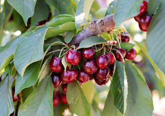 Bunches of cherries on a tree on a summer day