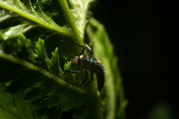Larva of ladybugs on a leaf. The development stage of ladybugs, European and Asian. Larvae foraging on leaves.