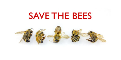 save the Bees, stop decline in Bees due to habitat destruction, pollution and pesticide use, A line of five dead bees on white background with red Save The Bees text