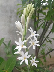 Naklejka premium lily of the valley