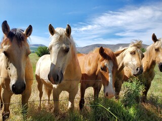 Fototapeta premium A group of friendly horses in the pasture on a sunny day 