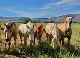 A group of friendly horses in the pasture on a sunny day 