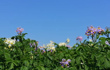 A potato field with purple and white flowers against a blue background