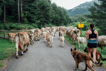 shepherd with her dog in Migration, transhumance of cows in the Pyrenees, Spain