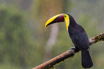 Yellow-throated Toucan (ramphastos ambiguus) under the rain in the tropical rain forest of Costa Rica