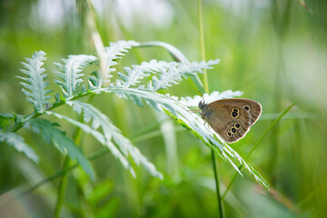 Aphantopus hyperantus butterfly sitting on a leaf on a green background in summer