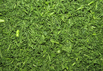 Bright green background made of chopped dill.