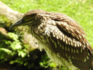 Aves zoologico