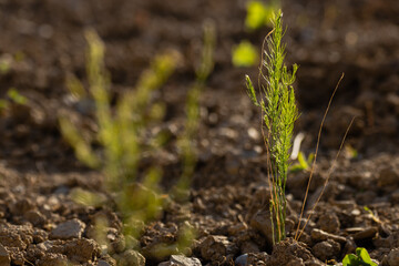 Small two years old asparagus plant that just came out from soil in the garden in the early spring. 