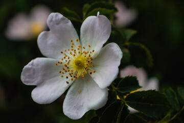 Isolated wild rose flower on the outskirts of the forest