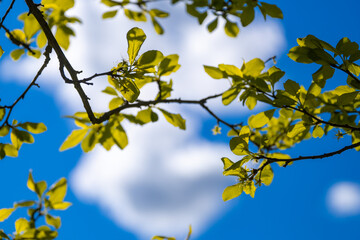 Tree Leaves Against white clouds on the Blue Sky.