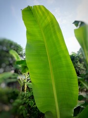 banana leaf on the tree