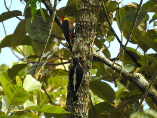 pica pau do peito vermelho