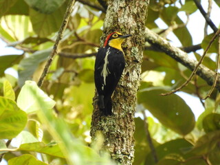 pica pau do peito vermelho