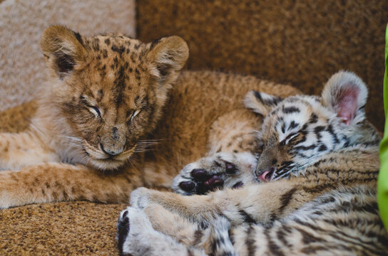 Photo of a squinting lion cub and a tiger cub lying together on a sofa
