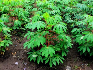 green cassava leaves