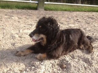 Small greek dog breed Kokoni relaxing in the sand